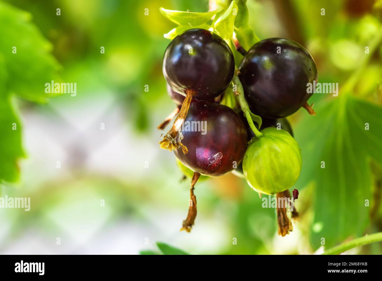 Il jostaberry. Ribes nidigrolaria. ibrido di un ribes nero e uva spina nel giardino. Diramazione con bacche mature primo piano. Foto Stock