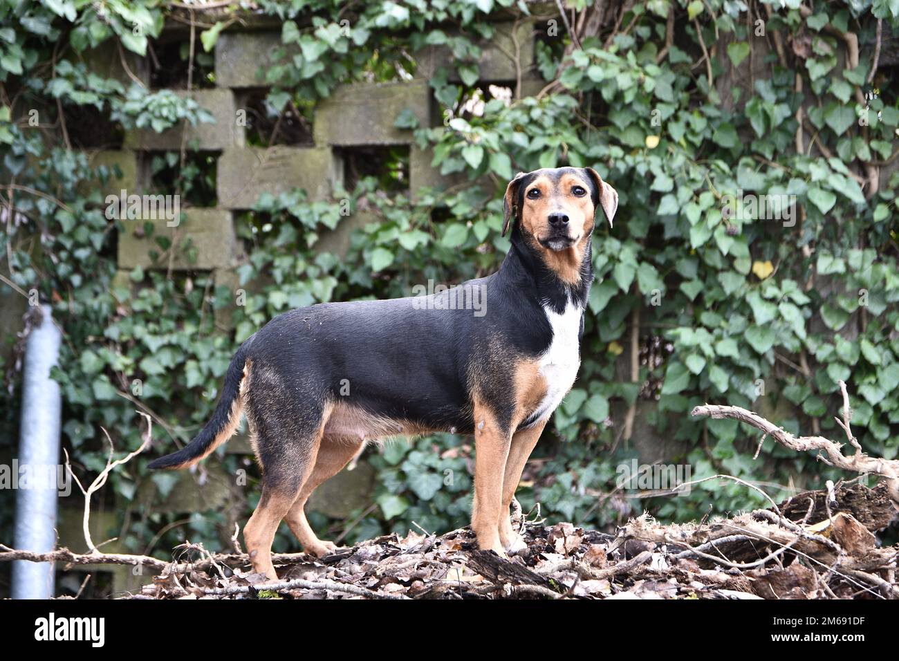 Un cane su una collina che fissava la telecamera Foto Stock