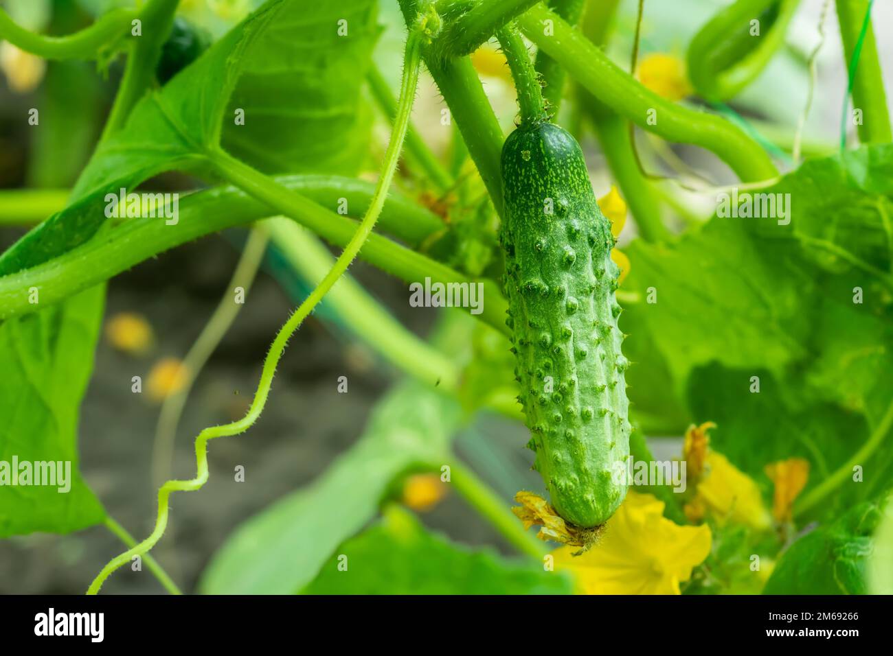 Lunghi cetrioli freschi su un ramo in un giardino. Foto Stock