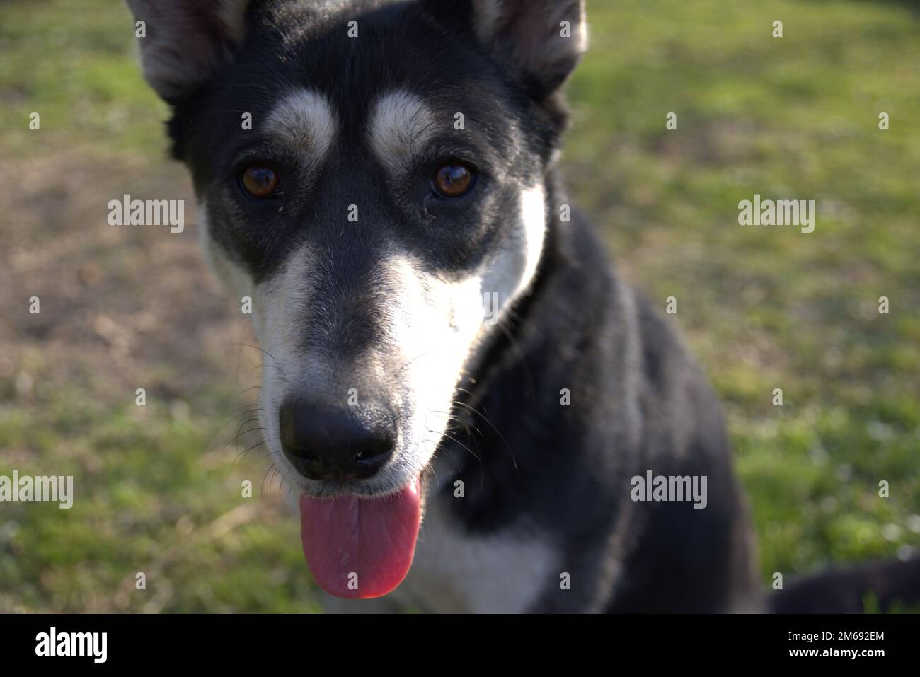Un cane Husky che mostra la sua lingua Foto Stock