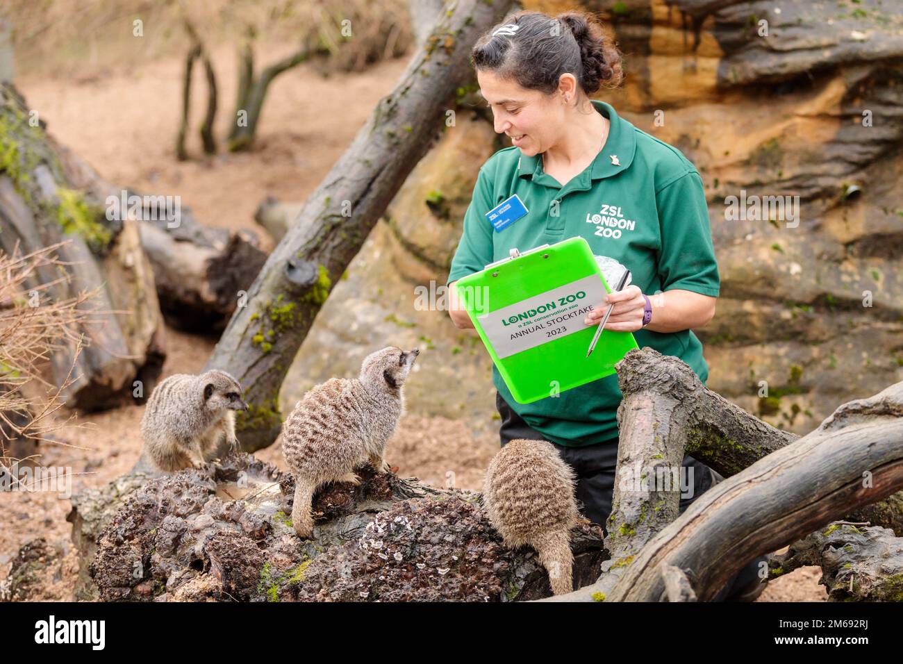 ZSL London Zoo, Regno Unito. 3rd gennaio 2023. Gli zootekeeper dello ZSL London Zoo iniziano a contare gli animali nel magazzino annuale dello zoo. Il custode, Veronica Heldt, conta i Meerkats dello Zoo. Come requisito della licenza dello ZSL London Zoo, il controllo annuale richiede ai detentori quasi una settimana per essere completato e le informazioni vengono condivise con altri zoo di tutto il mondo tramite un database chiamato Species360, dove vengono utilizzate per gestire i programmi di allevamento per la conservazione degli animali in pericolo a livello mondiale. Foto di Amanda Rose/Alamy Live News Foto Stock