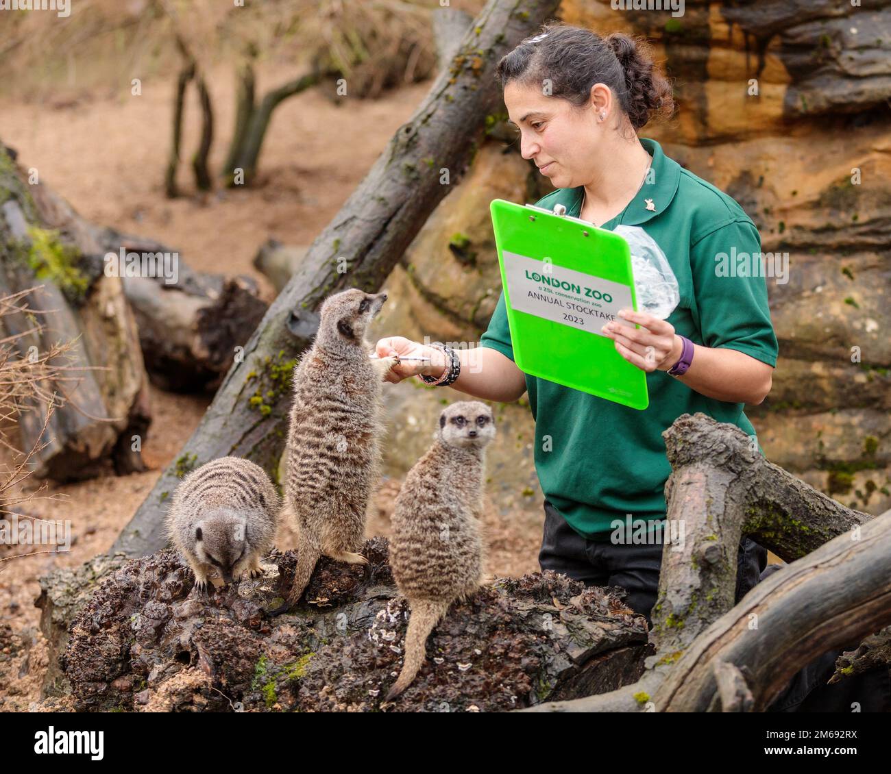 ZSL London Zoo, Regno Unito. 3rd gennaio 2023. Gli zootekeeper dello ZSL London Zoo iniziano a contare gli animali nel magazzino annuale dello zoo. Il custode, Veronica Heldt, conta i Meerkats dello Zoo. Come requisito della licenza dello ZSL London Zoo, il controllo annuale richiede ai detentori quasi una settimana per essere completato e le informazioni vengono condivise con altri zoo di tutto il mondo tramite un database chiamato Species360, dove vengono utilizzate per gestire i programmi di allevamento per la conservazione degli animali in pericolo a livello mondiale. Foto di Amanda Rose/Alamy Live News Foto Stock