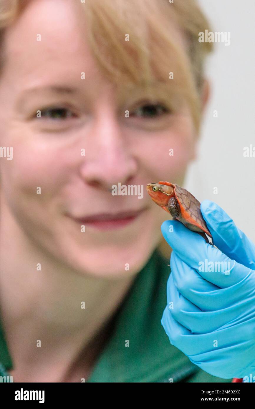 ZSL London Zoo, Regno Unito. 3rd gennaio 2023. Gli zootekeeper dello ZSL London Zoo iniziano a contare gli animali nel magazzino annuale dello zoo. Il guardiano, Kim carter, conta la tartaruga testa grande dello zoo. Come requisito della licenza dello ZSL London Zoo, il controllo annuale richiede ai detentori quasi una settimana per essere completato e le informazioni vengono condivise con altri zoo di tutto il mondo tramite un database chiamato Species360, dove vengono utilizzate per gestire i programmi di allevamento per la conservazione degli animali in pericolo a livello mondiale. Foto di Amanda Rose/Alamy Live News Foto Stock