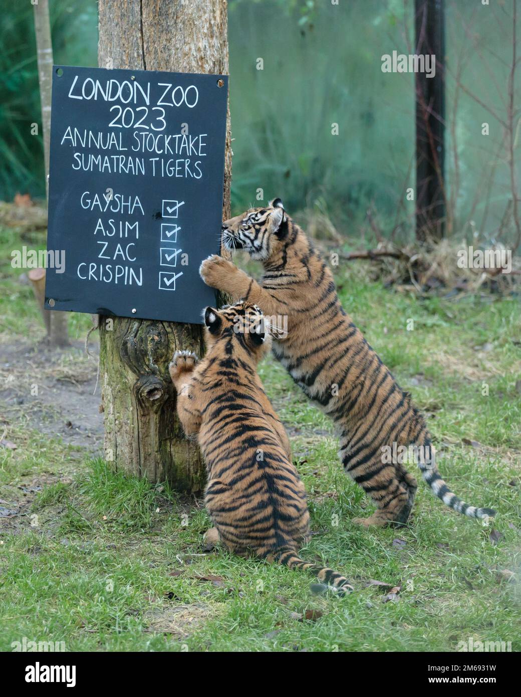 ZSL London Zoo, Regno Unito. 3rd gennaio 2023. Gli zootekeeper dello ZSL London Zoo iniziano a contare gli animali nel magazzino annuale dello zoo. Sumatran Tiger Cubs, Zac e Crispin aiutano a prendere le scorte. Come requisito della licenza dello ZSL London Zoo, il controllo annuale richiede ai detentori quasi una settimana per essere completato e le informazioni vengono condivise con altri zoo di tutto il mondo tramite un database chiamato Species360, dove vengono utilizzate per gestire i programmi di allevamento per la conservazione degli animali in pericolo a livello mondiale. Foto di Amanda Rose/Alamy Live News Foto Stock