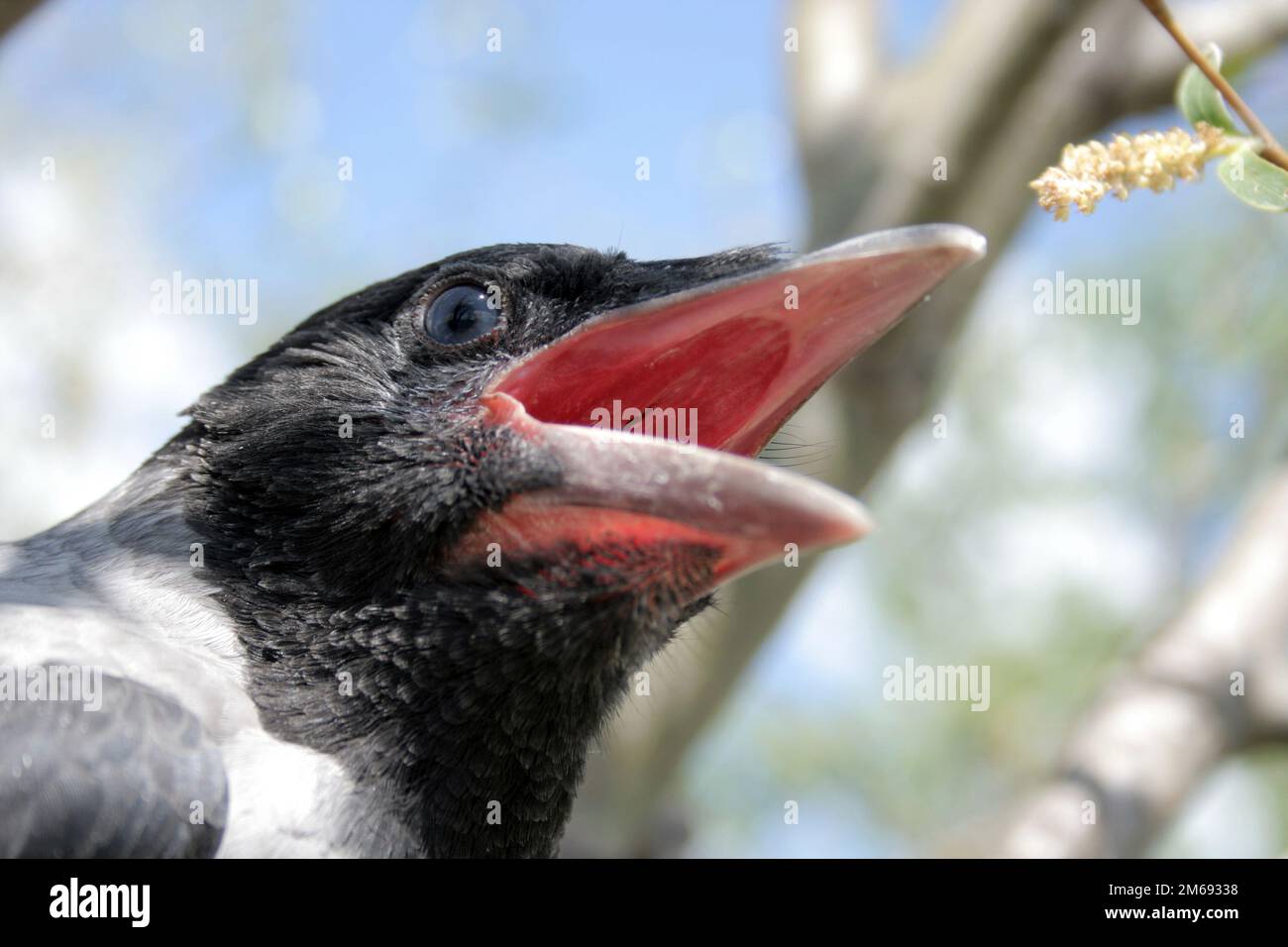 Ritratto del giovane corvo nel nido 2. Foto Stock