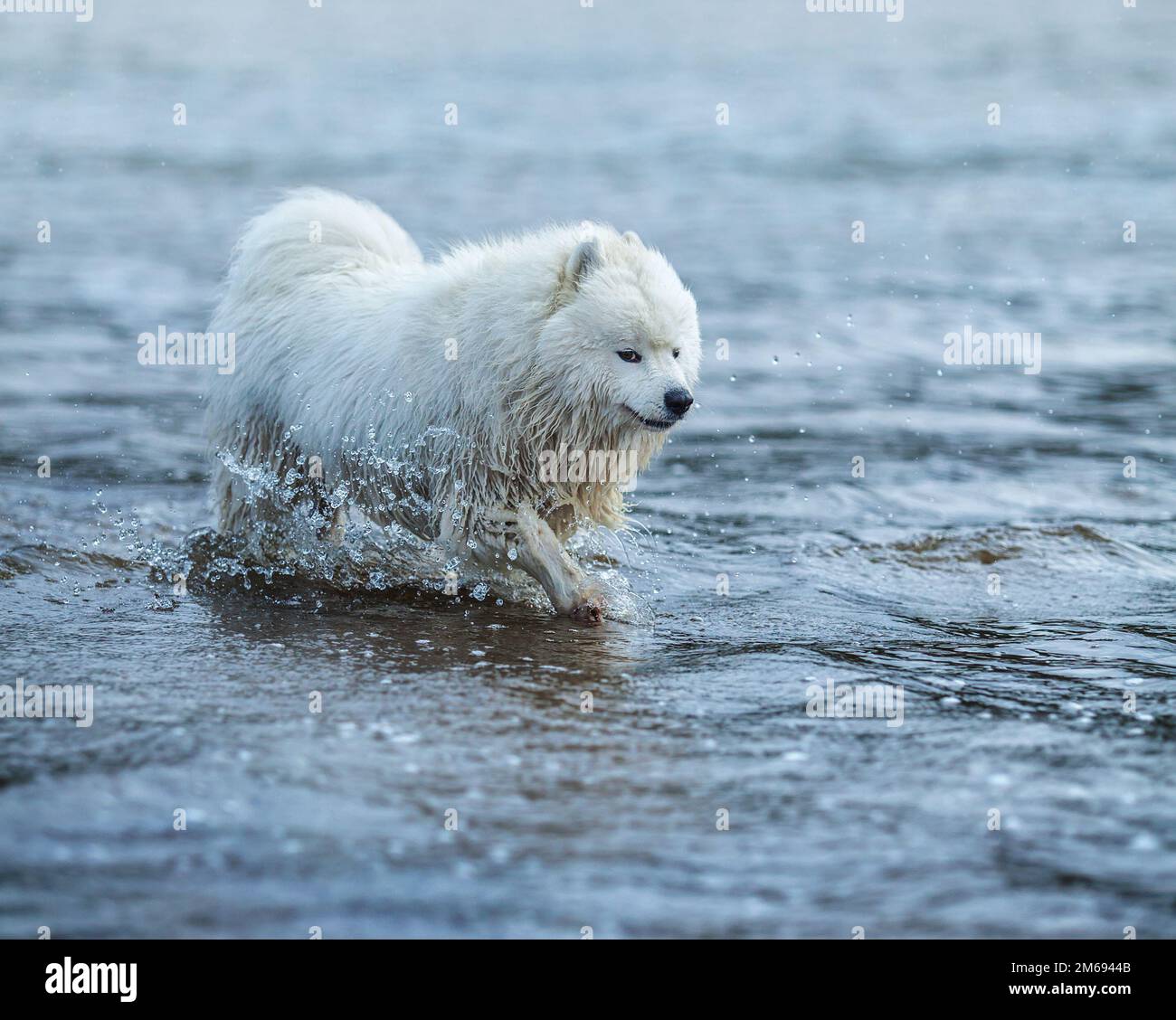 Cane Samoyed che guadi attraverso l'acqua. Immagine monocromatica esterna orizzontale del periodo estivo. Foto Stock