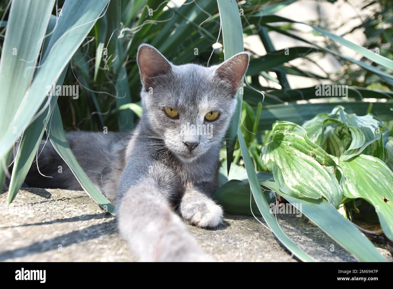 Gatto grigio che ti guarda Foto Stock