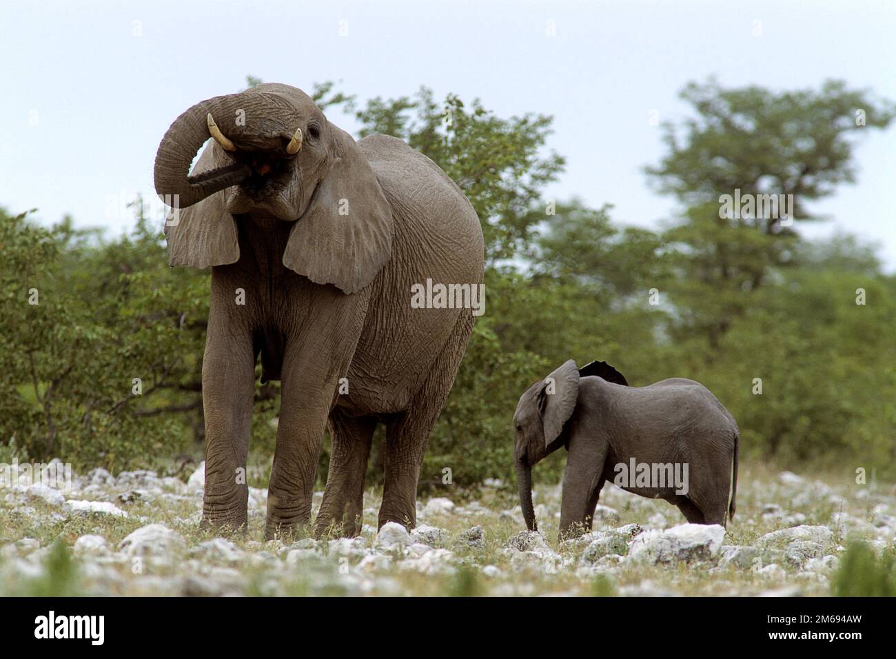 Mucca di elefante con giovane Foto Stock