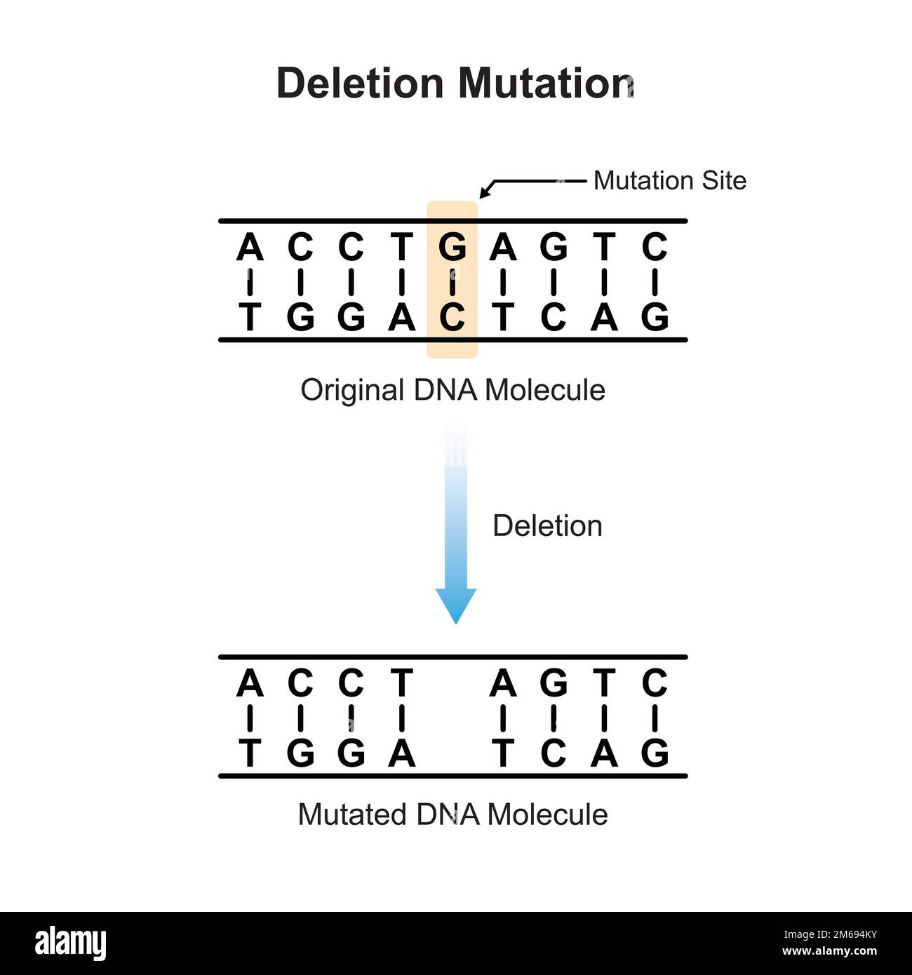 Disegno scientifico di mutazione di sostituzione. Illustrazione vettoriale. Illustrazione Vettoriale