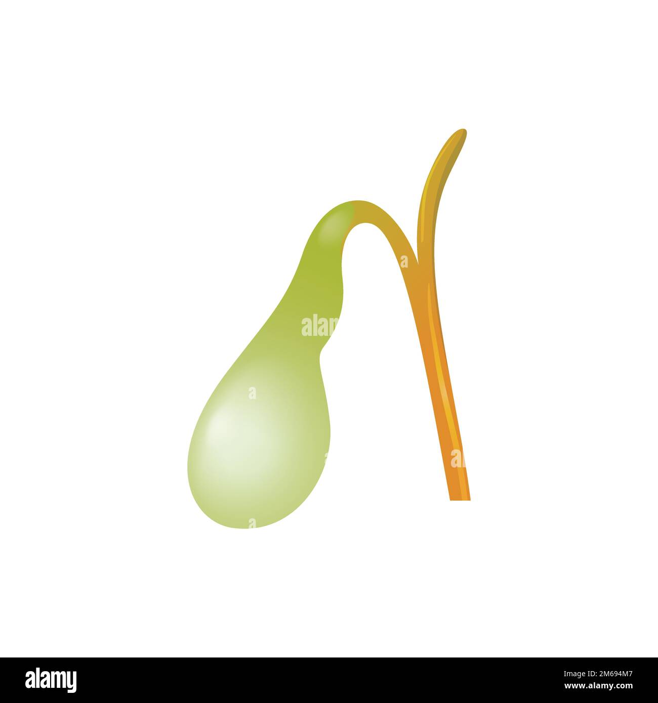 Progettazione scientifica dell'anatomia della cistifellea. Illustrazione vettoriale. Illustrazione Vettoriale