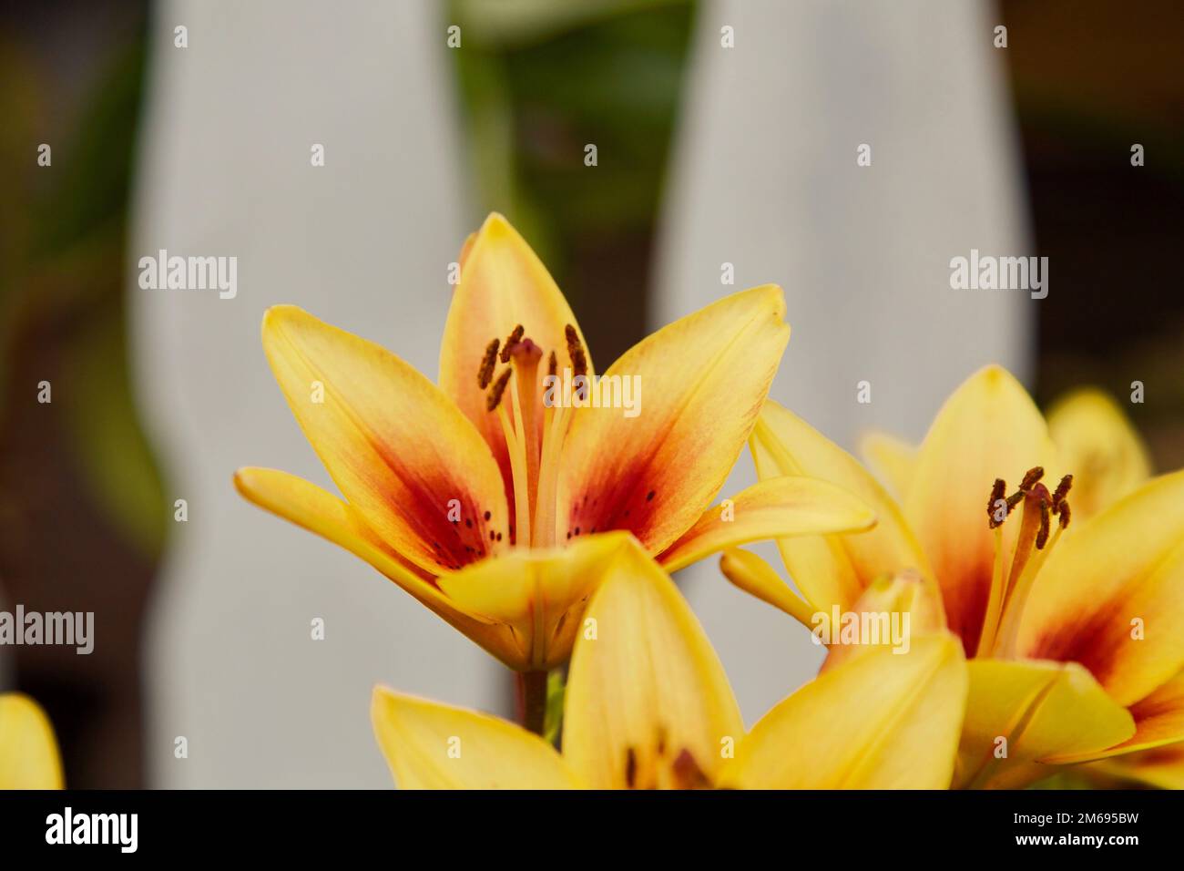 Fiore arancione di Lilly su uno sfondo giardino Foto Stock