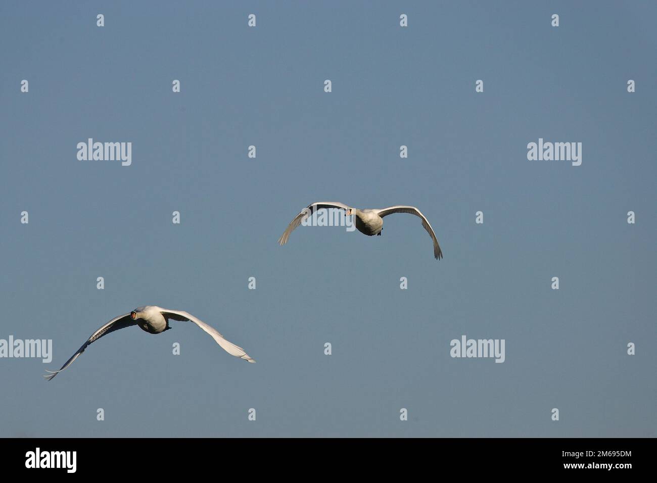 Swan Flight Foto Stock