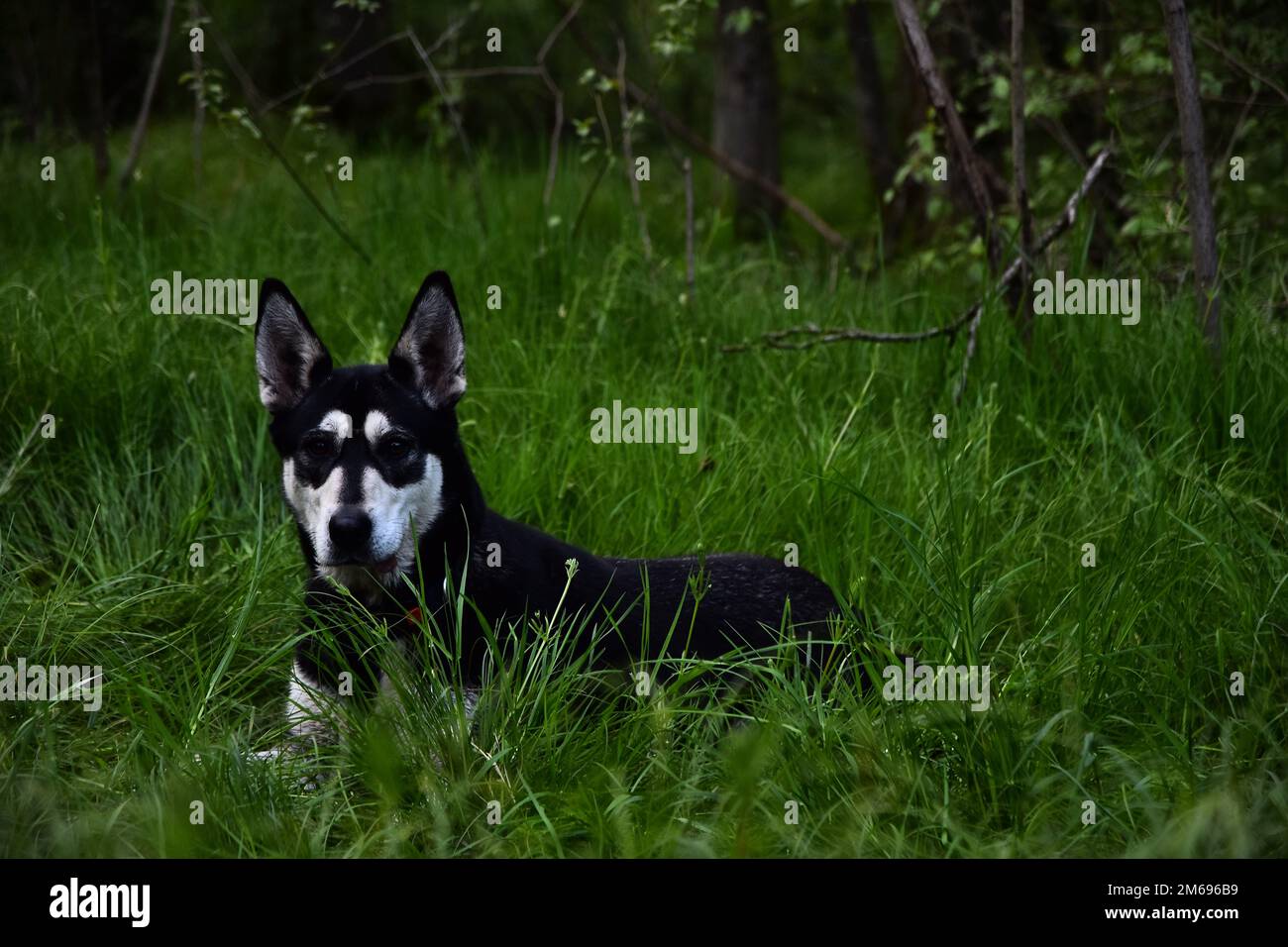 Cane Husky che gioca in erba verde alta Foto Stock