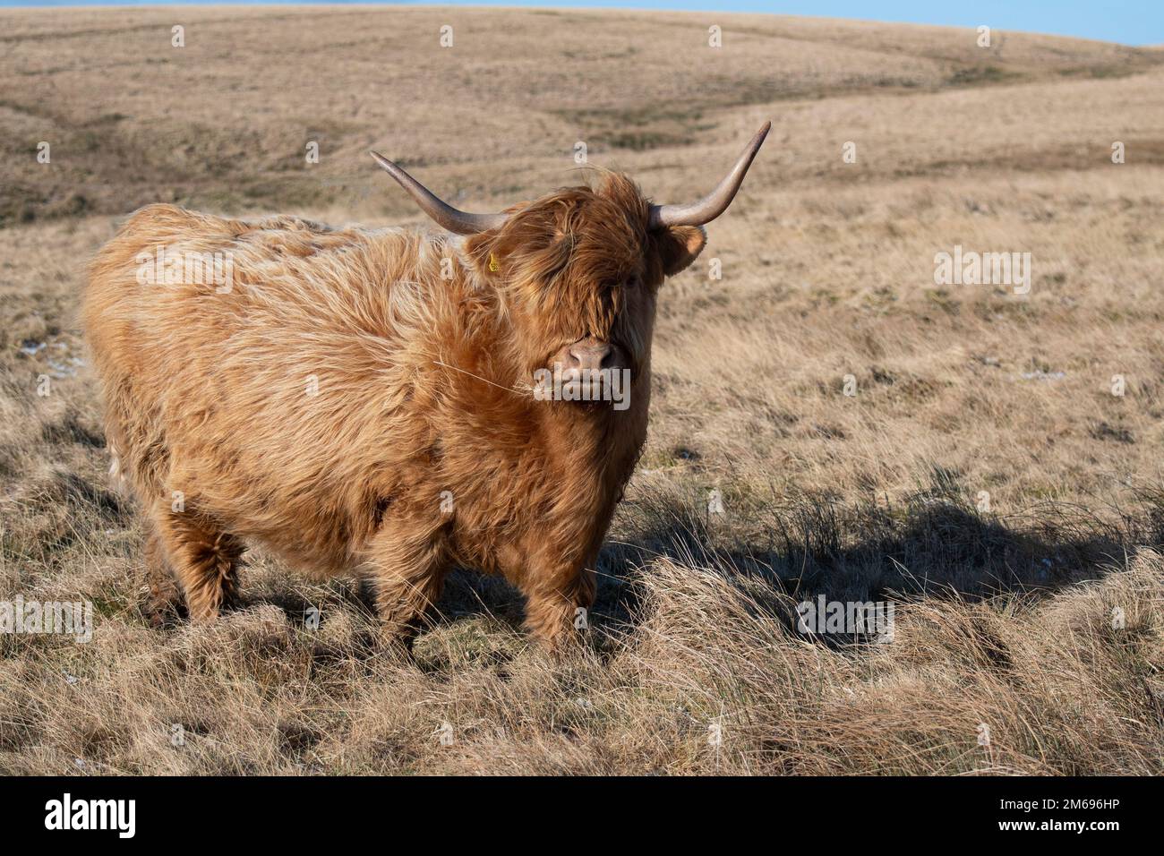 Highland Cow su Moorland spazzato dal vento soffiare capelli ed erba secca scena invernale con collina marrone Foto Stock