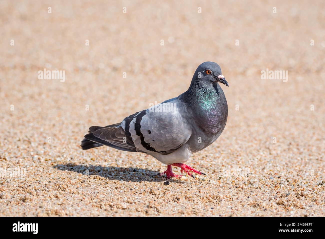 Piccione comune, Columba livia, sulla spiaggia, Catalogna, Spagna Foto Stock