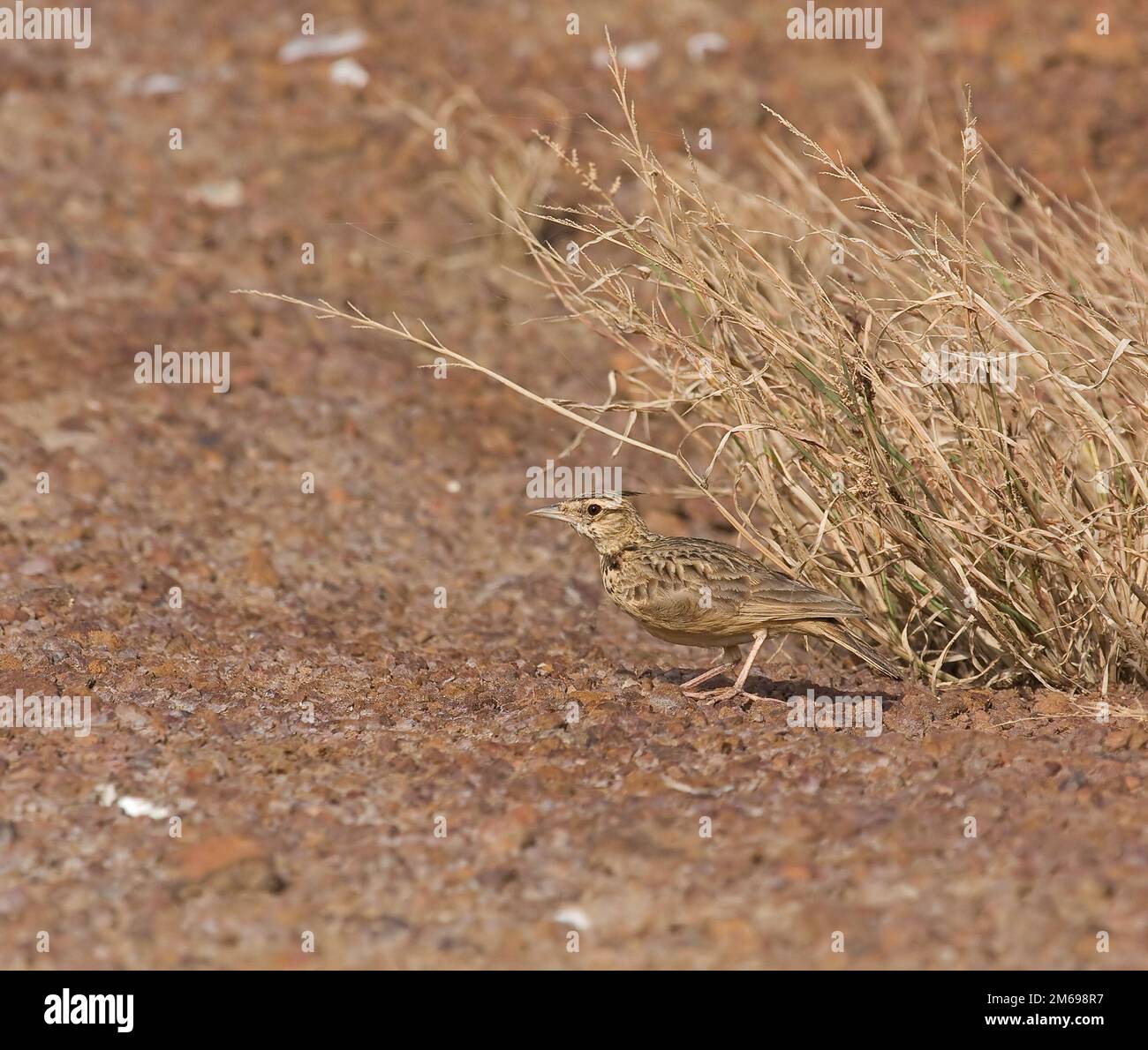 Lark crested in Gambia Foto Stock