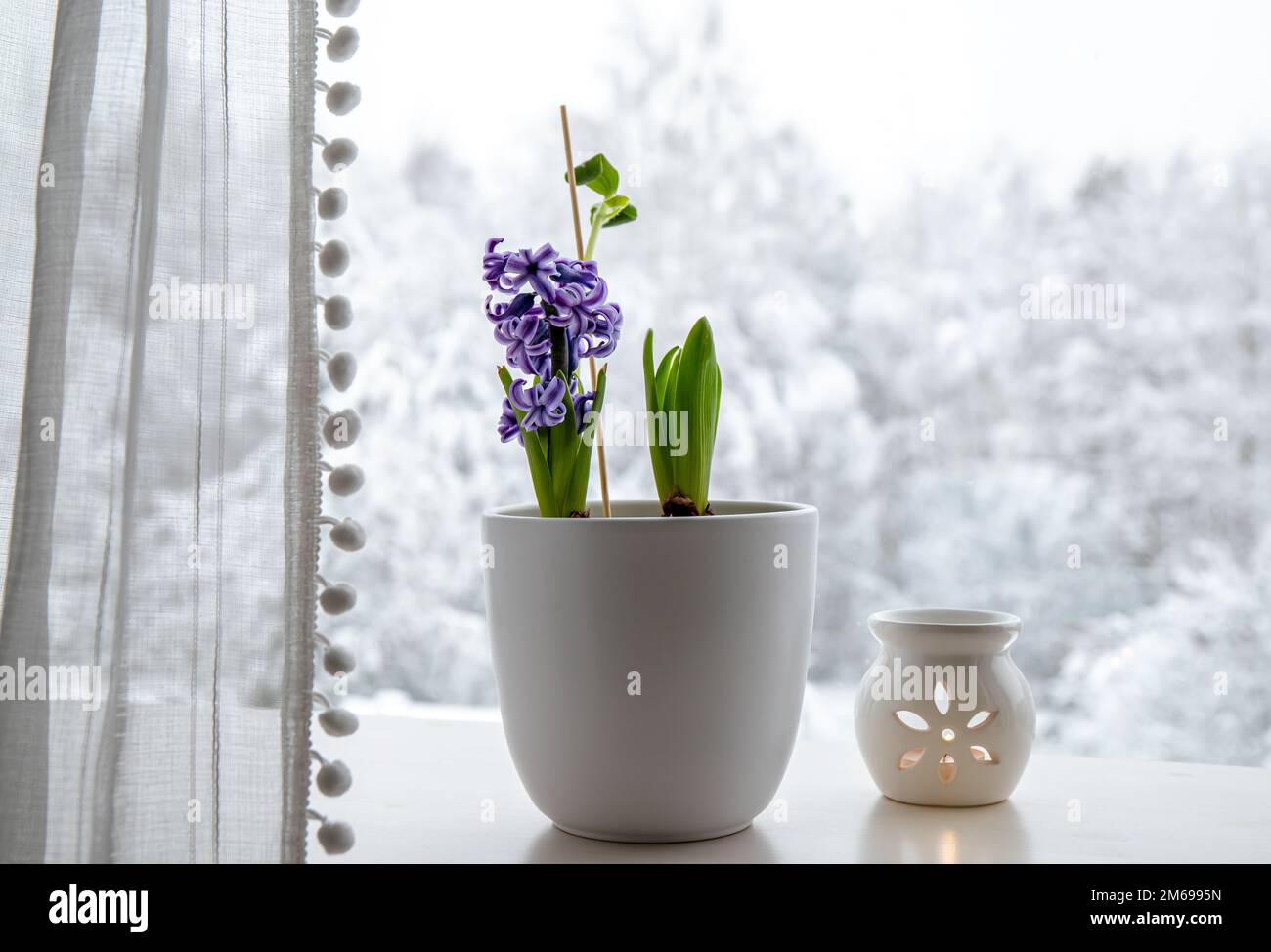 Giacinti Hyacintus orientalis cresce e fiorisce in casa nel mese di gennaio. Fiori in fiore sul davanzale della finestra di casa all'interno del vaso di fiori bianchi. Alberi innevati. Foto Stock