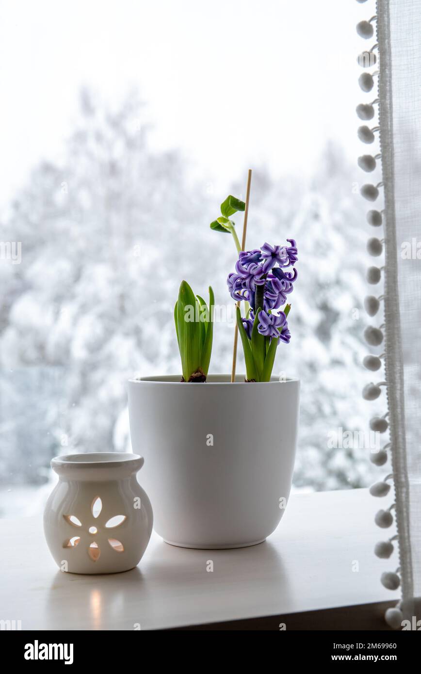 Giacinti Hyacintus orientalis cresce e fiorisce in casa nel mese di gennaio. Fiori in fiore sul davanzale della finestra di casa all'interno del vaso di fiori bianchi. Alberi innevati. Foto Stock