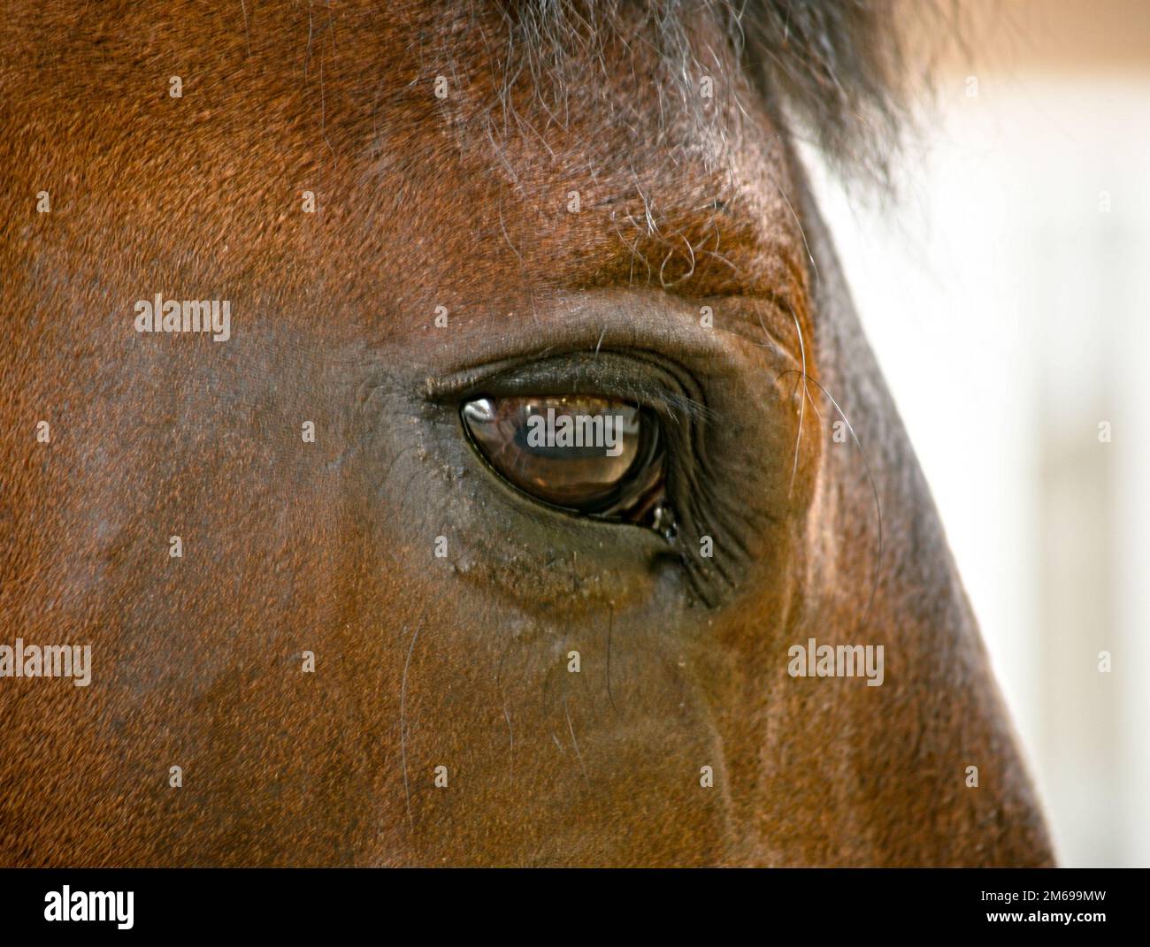 Occhio dei cavalli Foto Stock
