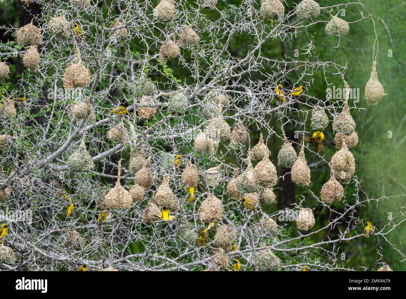 Colonia nesting di Masked-Weavers del sud (Ploceus velatus). Kruger National Park, Sudafrica. Foto Stock