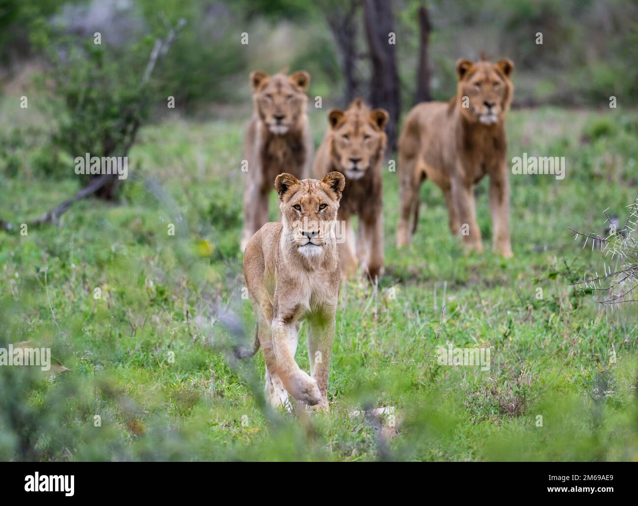 Una leonessa femminile guida un gruppo di giovani leoni maschi (Panthera leo) pronti a cacciare. Kruger National Park, Sudafrica. Foto Stock