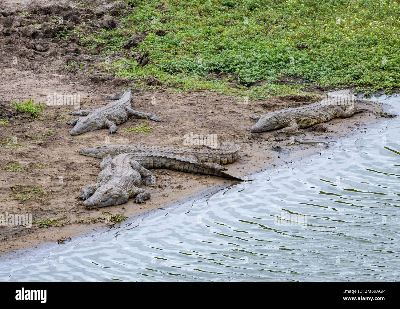 Coccodrilli del Nilo (Crocodylus niloticus) che riposano su una riva del fiume. Kruger National Park, Sudafrica. Foto Stock