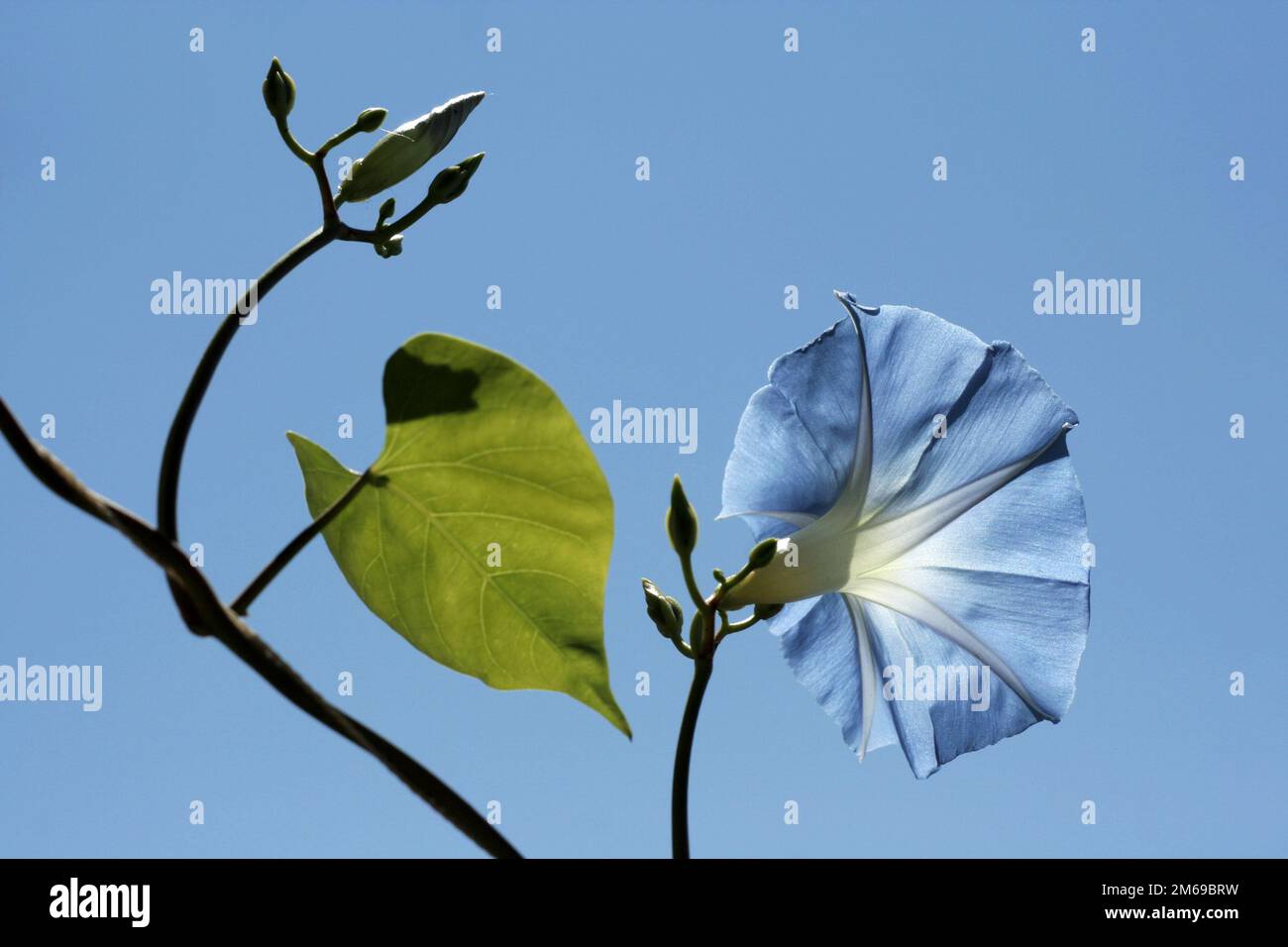 Pherbitis rubro-caverulea su sfondo cielo. Flowerheads di colore celeste-blu. liane annuale in altezza fino a 5 m con molto larg Foto Stock