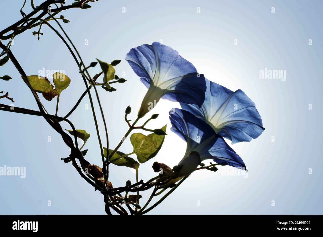 Pherbitis rubro-caverulea su sfondo cielo. Flowerheads di colore celeste-blu. liane annuale in altezza fino a 5 m con molto larg Foto Stock