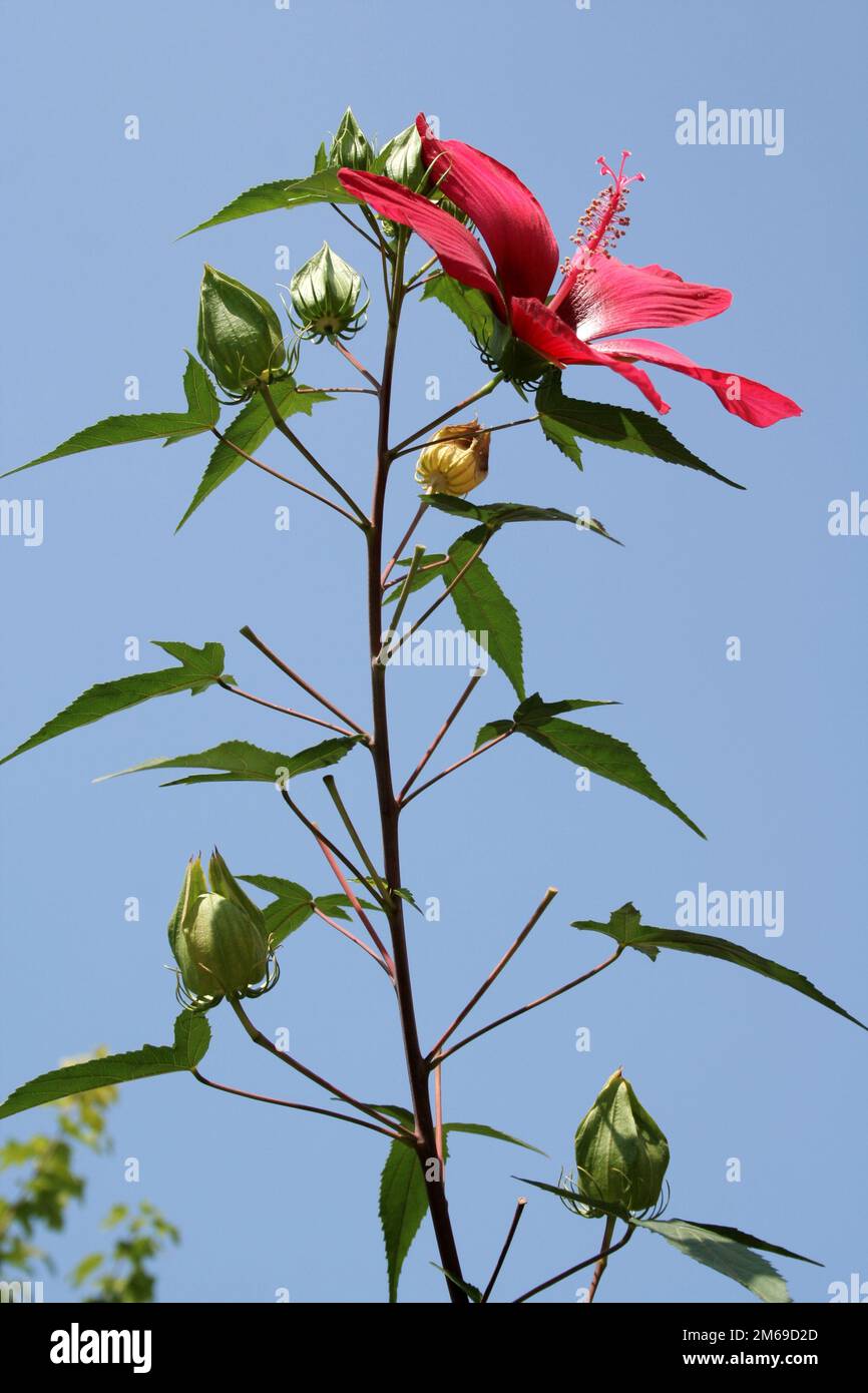 Fiore di ibisco (Hibiscus coccineus Foto Stock