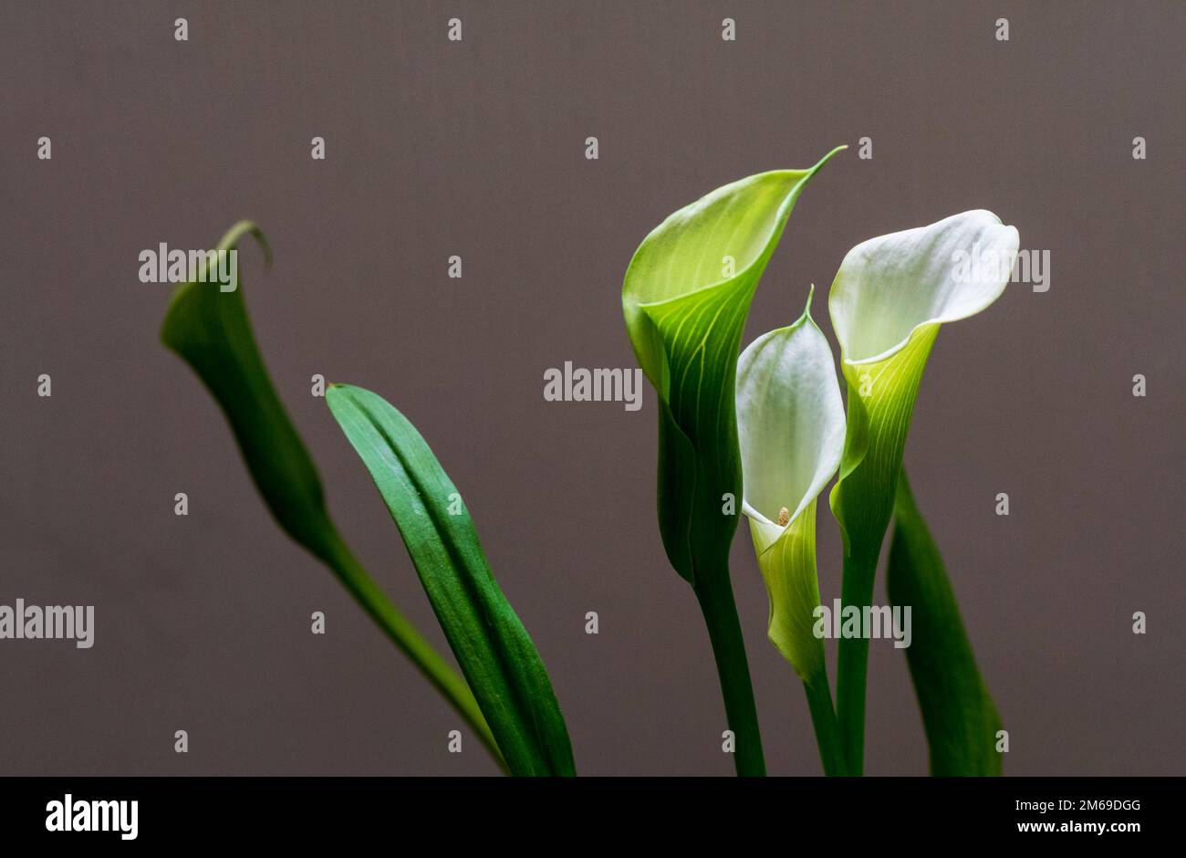 Uno studio di Calla Lilies su un fondo piano Foto Stock