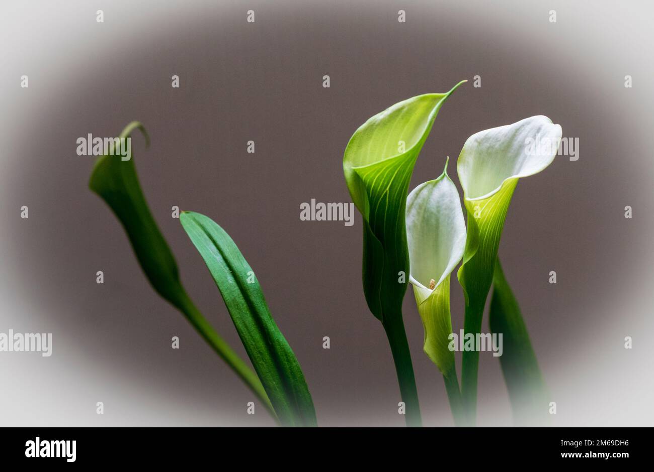 Uno studio di Calla Lilies su un fondo piano Foto Stock