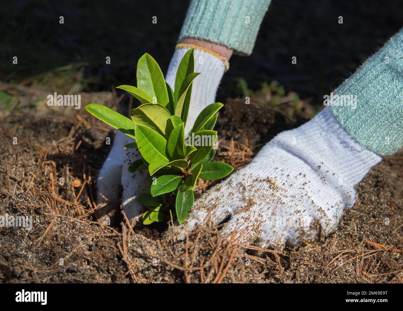 Il giardiniere mette il cespuglio di rododendro nel terreno in giardino. Processo di impianto di sbarco in terra. Foto Stock