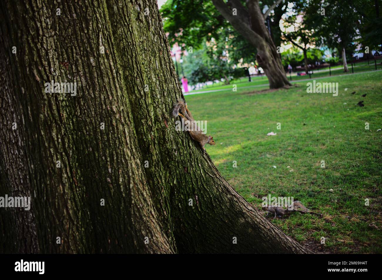 Scoiattolo arrampicata su un albero in un parco a Boston, USA Foto Stock