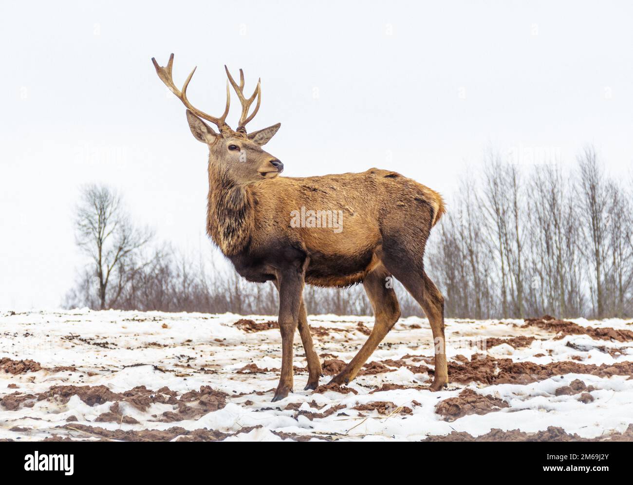 Bello maschio adulto cervo rosso, cervo o hart, con grande corno a piedi libero in un campo con neve, erba secca e muschio in una fredda giornata invernale Foto Stock