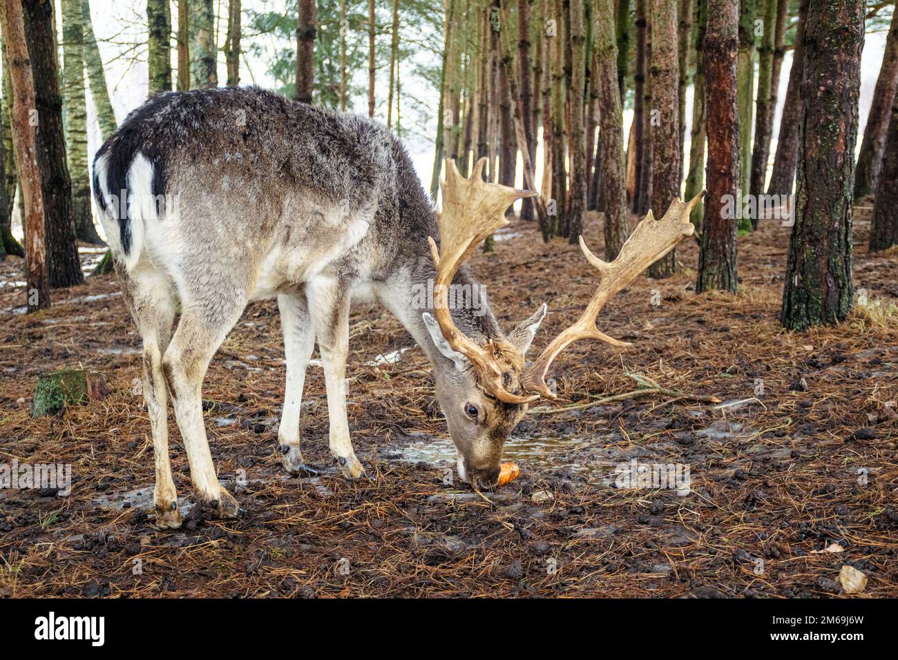 Bel maschio di capriolo europeo o buck con grande corno camminare e mangiare una carota nella foresta tra gli alberi in una fredda giornata invernale Foto Stock