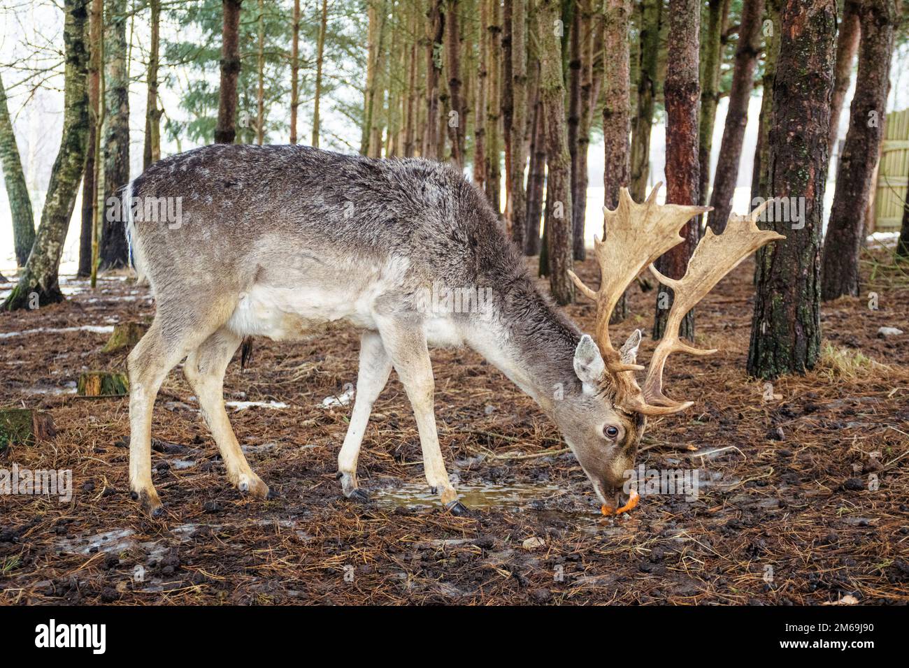 Bel maschio di capriolo europeo o buck con grande corno camminare e mangiare una carota nella foresta tra gli alberi in una fredda giornata invernale Foto Stock