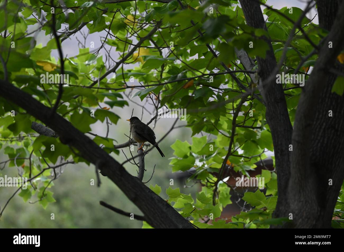 uccello su un ramo di albero Foto Stock