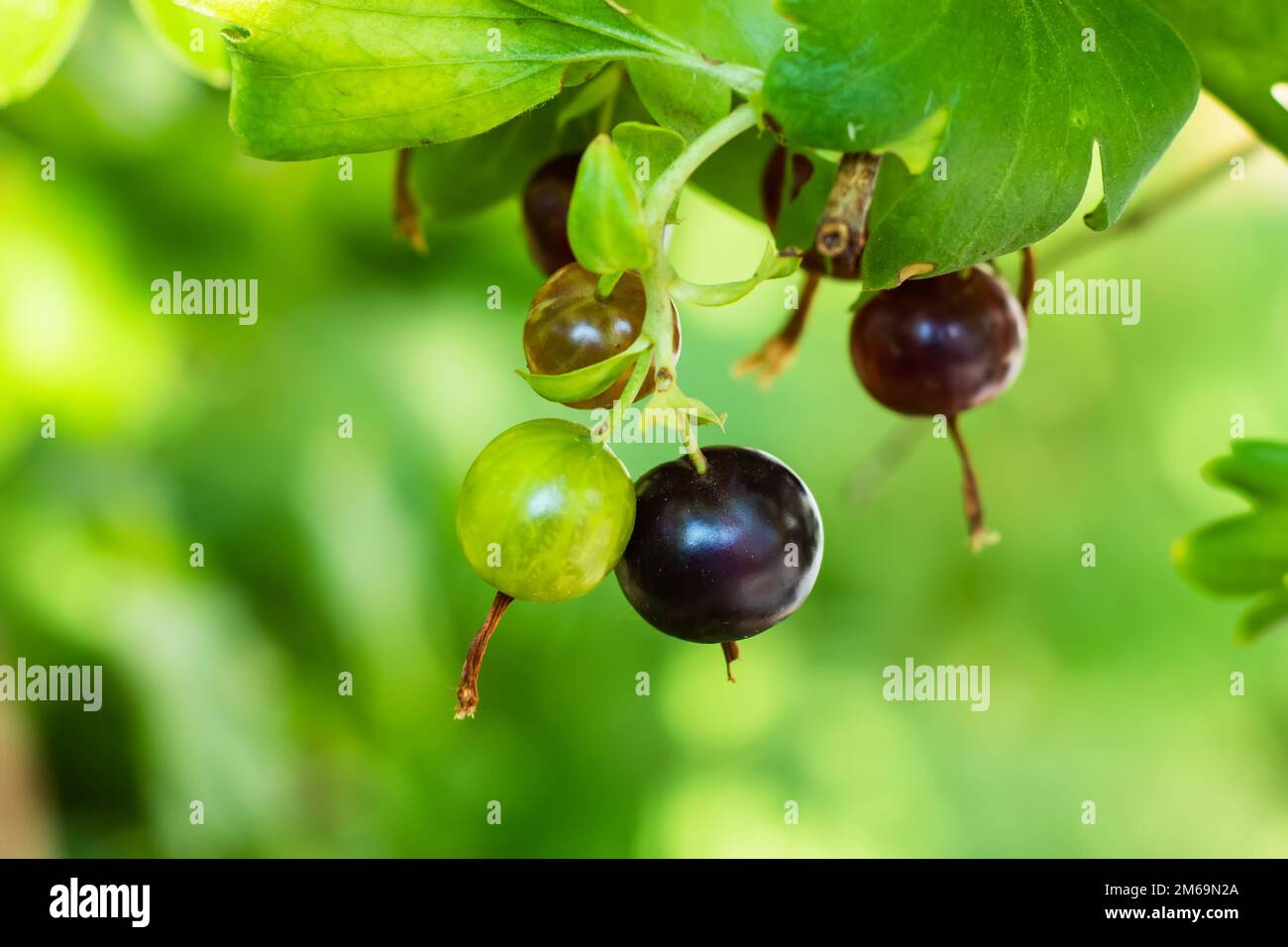 Bacche Josta di un ibrido di ribes nero e uva spina sui rami di un cespuglio al mattino presto Foto Stock