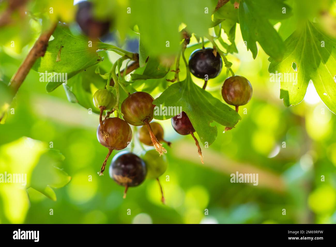 Bacche Josta di un ibrido di ribes nero e uva spina sui rami di un cespuglio al mattino presto Foto Stock