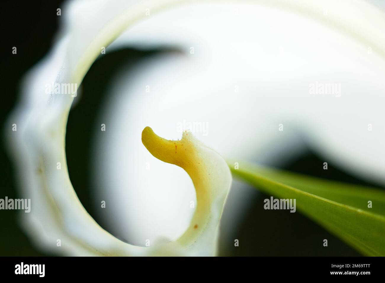 Macro a foglia di giglio bianco. Bassa DOF. Con spazio per il testo. Foto Stock