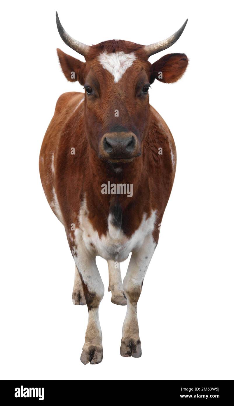 Ayrshire Cow con Horns Foto Stock