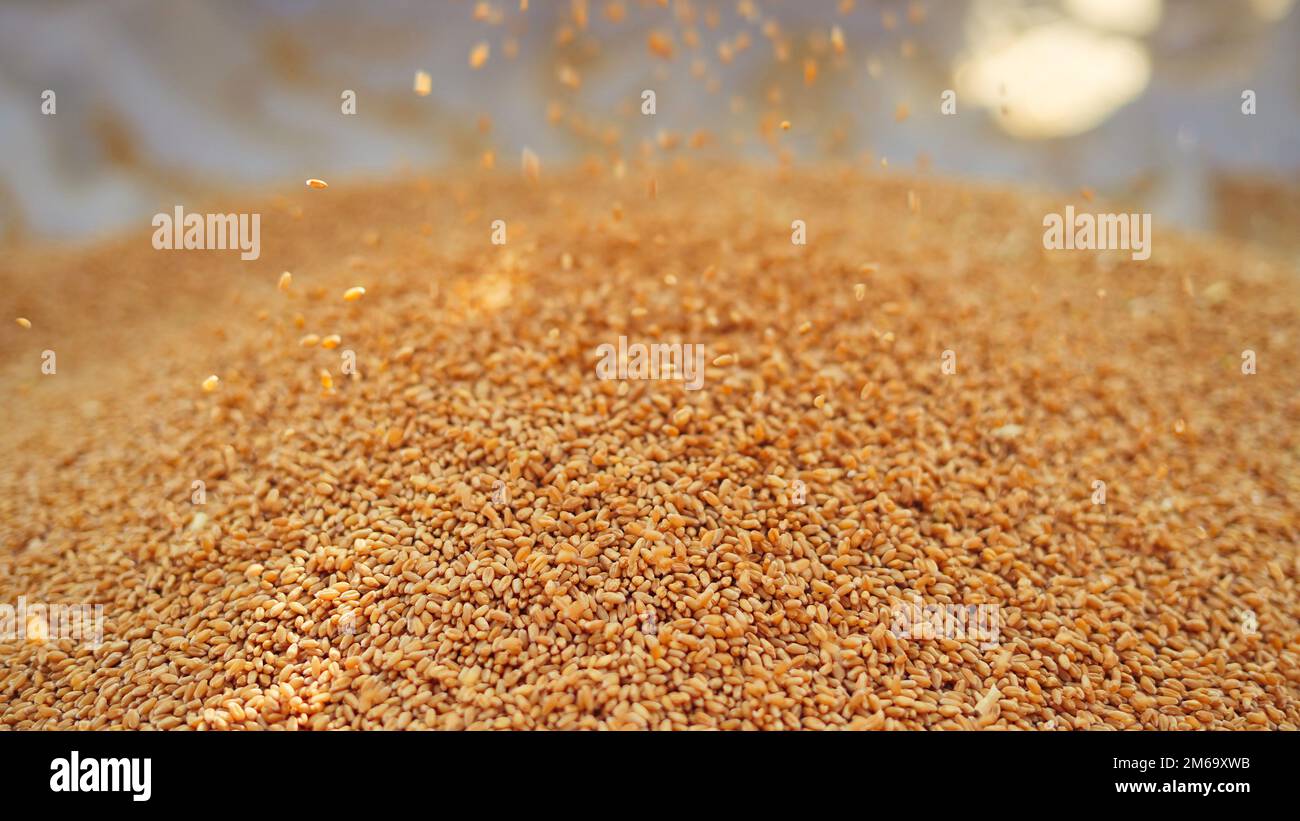 I semi di grano freschi raccolti cadono dalla macchina del trattore sul terreno. Cumulo di grani di grano sparo in su in campo. Agricoltura indiana, raccolta concep Foto Stock