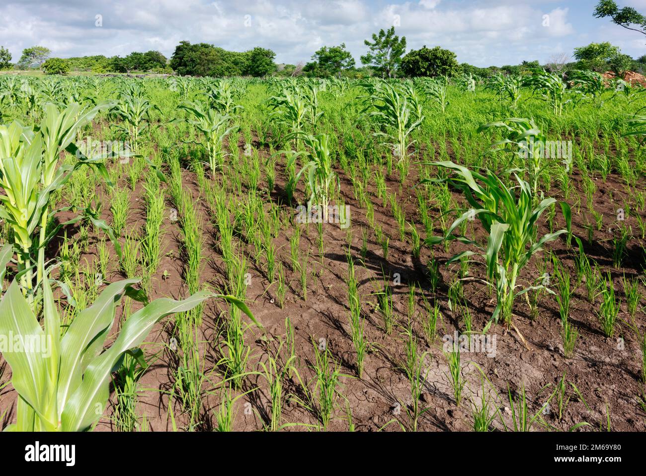 Coltura mista di mais e riso secco vicino a Ratenggaro. Foto Stock