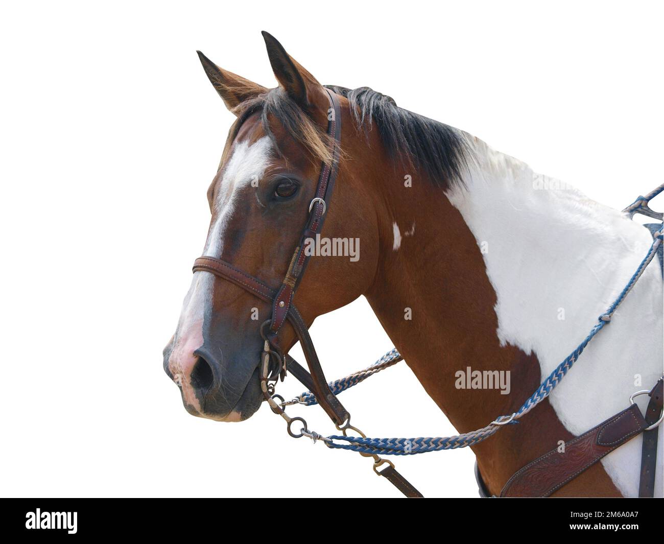 Pony dipinto Foto Stock