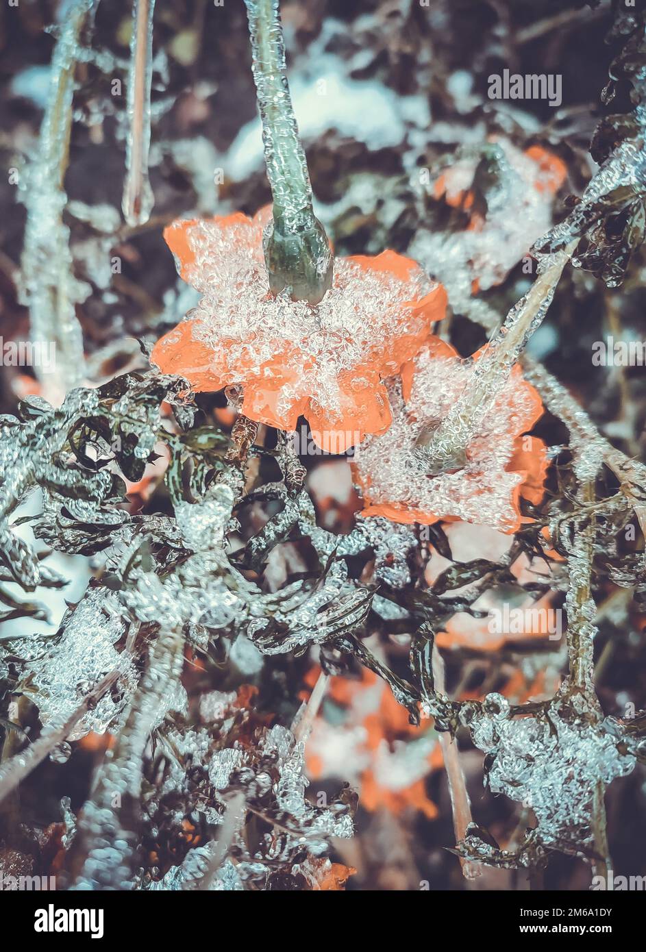 Fiori ghiaccio coperto di neve primo piano. Fiori giallo-arancio brillante Chernobrivtsy e erba coperta di ghiaccio e neve in una giornata invernale. Inverno, vineria, freddo, ghiaccio, ghiaccio, congelato gelido. Sfondo naturale Foto Stock