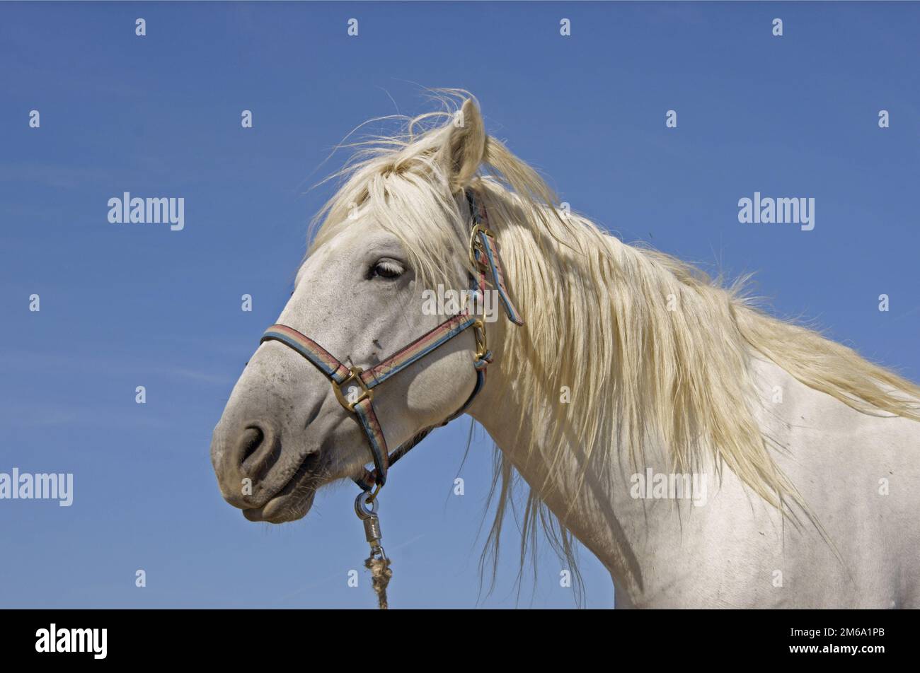 Cavallo dalla Camarque Foto Stock