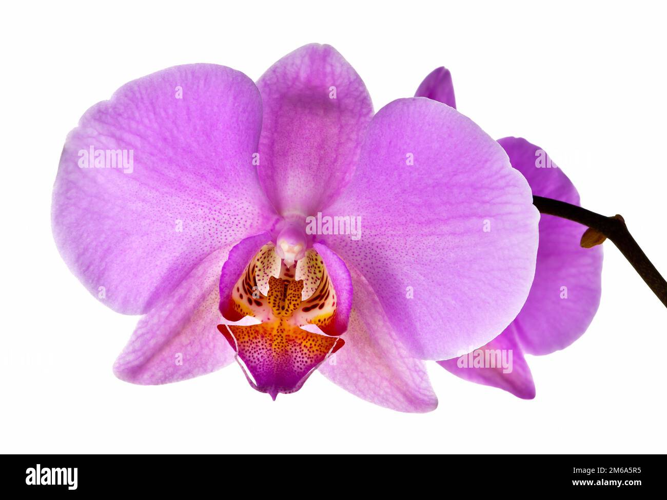 Fiore dell'orchidea Foto Stock