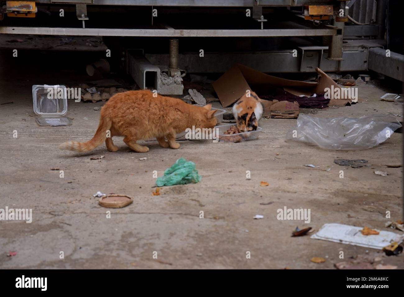 Gatti selvatici vaganti nella città di Bucarest, Romania, prendendo cibo lasciato per loro dai residenti Foto Stock
