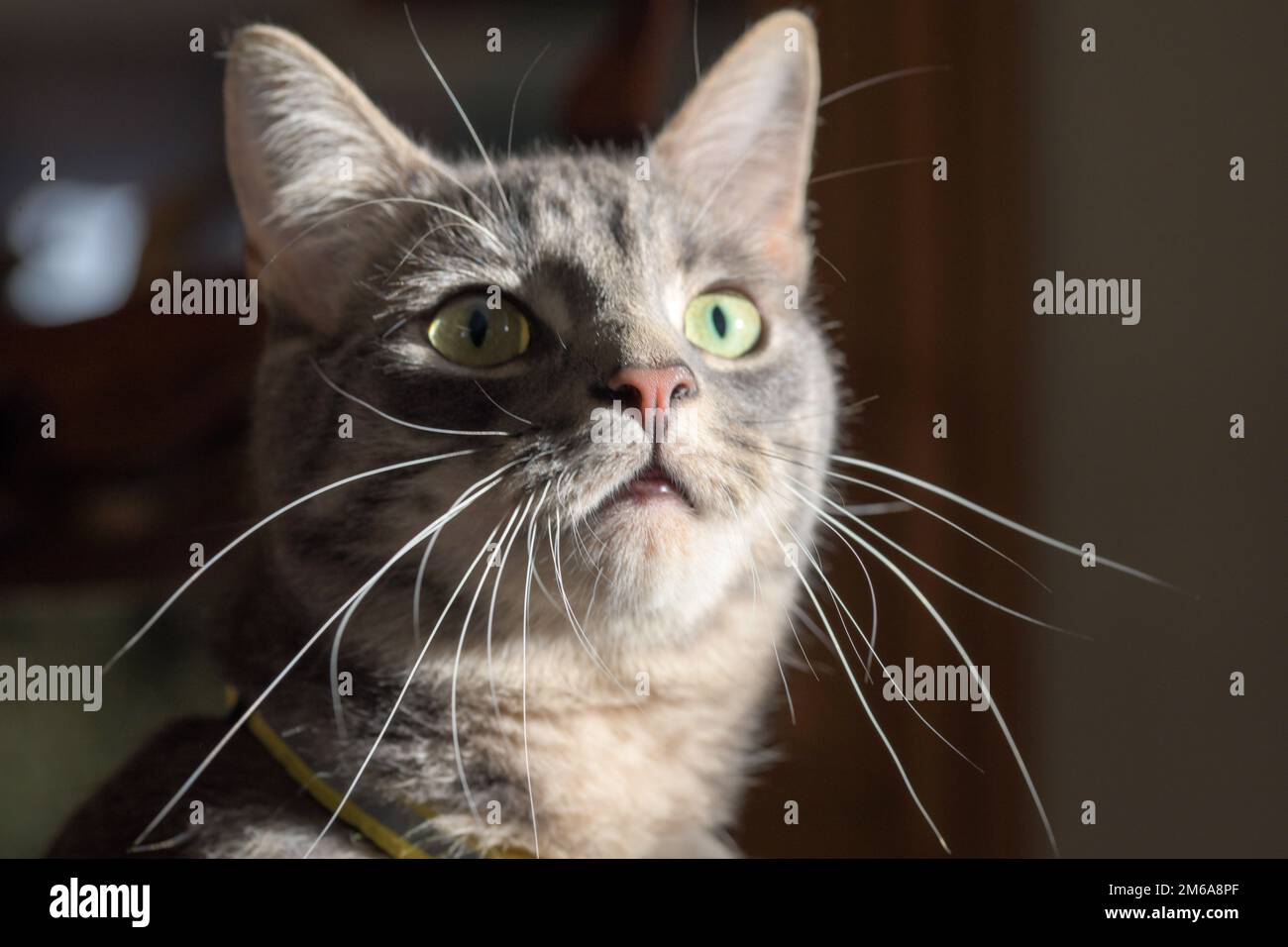 Un bel gatto grigio tabby che guarda verso l'alto con i loro whiskers grigi che sporgono dal loro volto Foto Stock