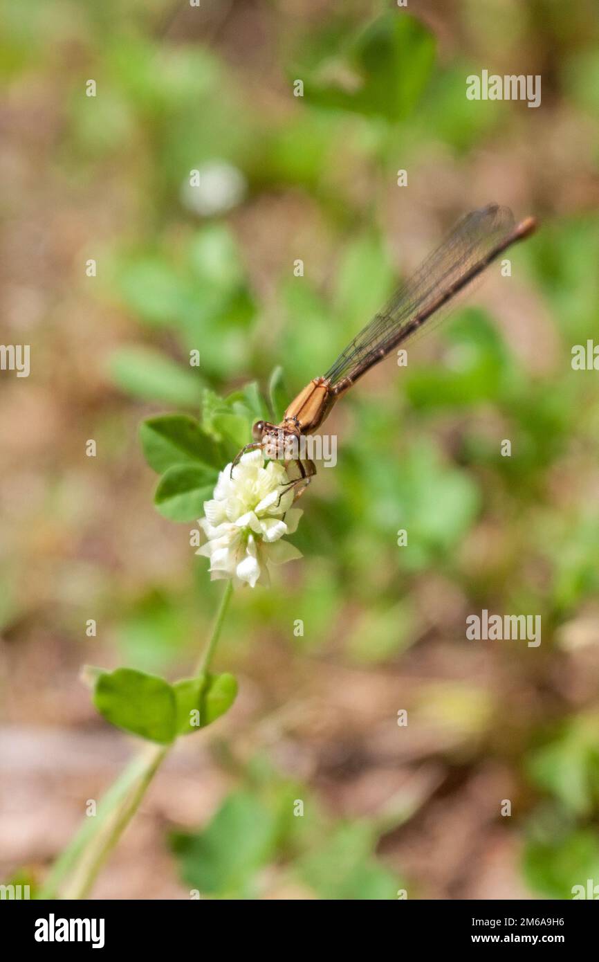 Una damselfly marrone mangia un fiore di trifoglio bianco sul pavimento della prateria Foto Stock